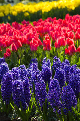 Hyacinths, tulips and daffodils in spring