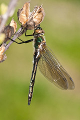 Downy Emerald Cordulia aenea