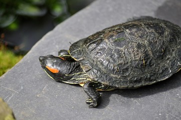 Tortoise