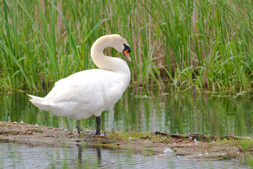 Obraz premium mute swan resting