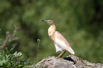 squacco heron (Ardeola ralloides)