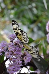 White tree nymph butterfly