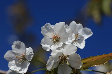 Obraz premium Kirschblüten