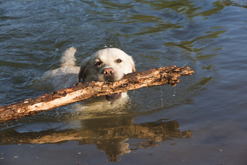 labrador