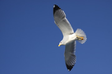 seagull