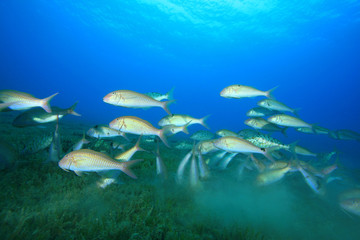 Shoal of Goatfish feeding over seagrass
