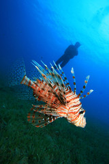 Fototapeta na wymiar Lionfish and Scuba Diver