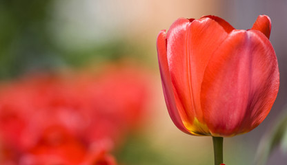 Red tulips