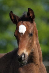 Obraz premium Fohlenblick