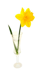 Yellow daffodil