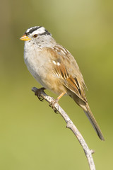 Fototapeta premium Crowned Sparrow Perched