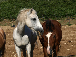 Obraz na płótnie Canvas horse - a wonderful pet and friend