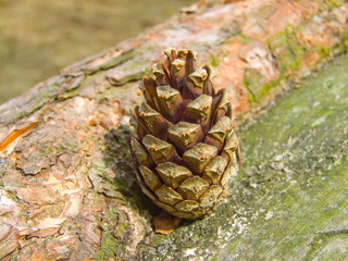 The pine cone