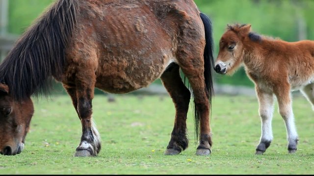 pony und fohlen