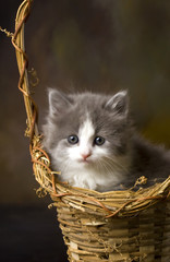 Gray and White Kitten in Wicker  Basket