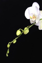 Fototapeta na wymiar Orchidaceae III