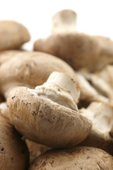Mushrooms close-up