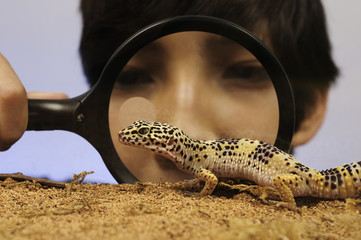 Leopard gecko