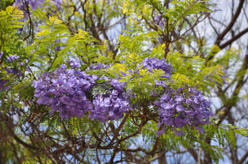 Jacaranda mimosifolia