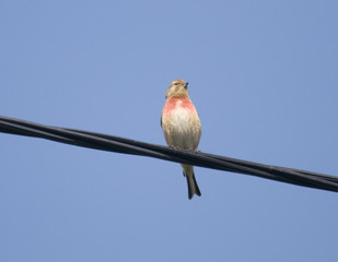 Redpoll