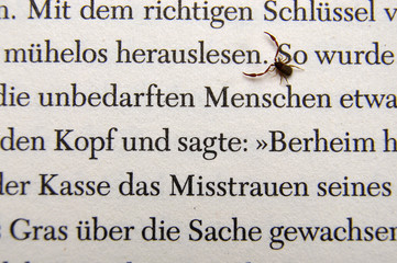 Bücherskorpion