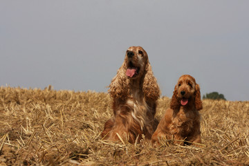 maman cocker anglais et son chiot