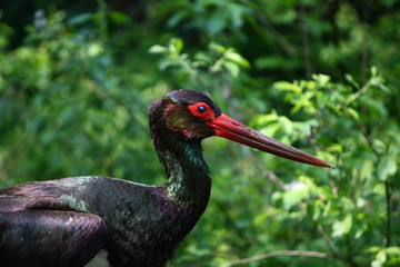 Cicogna nera