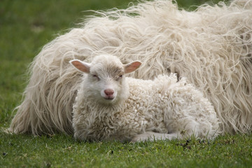 Lamm