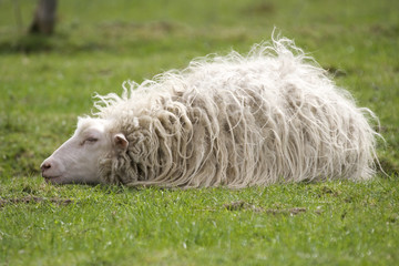 ruhendes Schaf