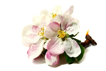 Fototapeta na wymiar flowers of apple-tree on a branch