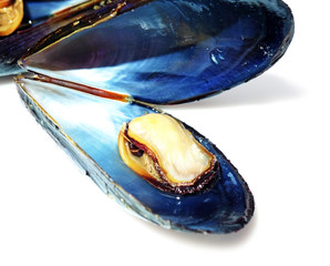 mussels