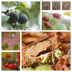 Zusammenstellung Herbst