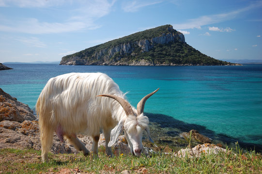 capra selvatica