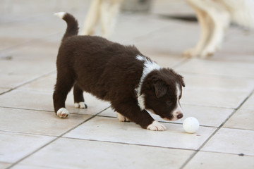 chiot jouant avec une balle de ping pong