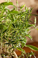 Rosemary
