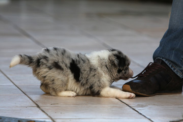 Obraz premium border collie jouant avec la chaussure de son maître
