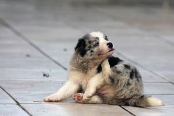 jeune border collie qui se gratte