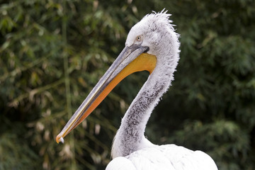 Pelican