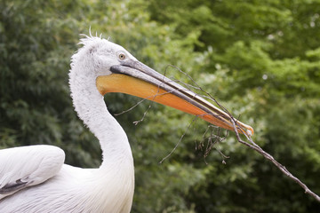 Pelican