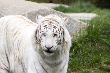 White tiger