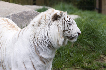 White tiger