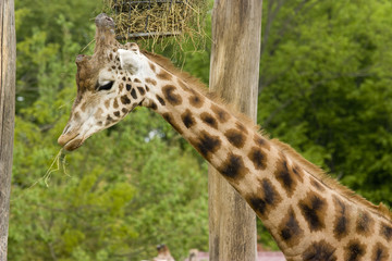 giraffe