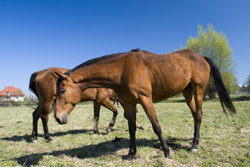 english horse race