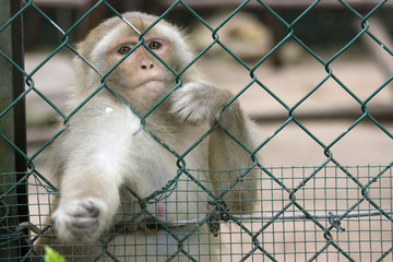 Monkey at the zoo