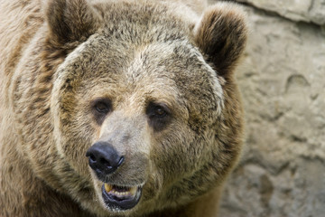 Obraz premium Grizzly bear