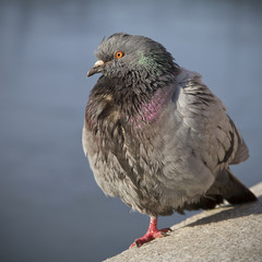 Feral rock pigeon. (Columba livia domestica.)