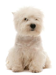 West highland white terrier puppy