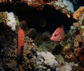 Underwater seascape with red fish