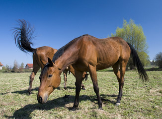 english horse race