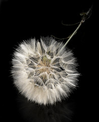 Fototapeta premium blume